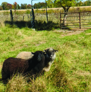Two Shetland sheep, one dark brown and black, and one cream and black, stand in&hellip;